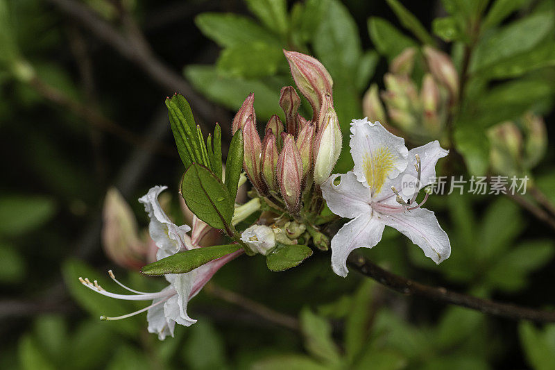 西花杜鹃花(Rhododendron occidentale)是原产于北美西部的两种落叶杜鹃花之一。草原溪红木州立公园;杜鹃花科